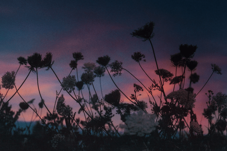 Summer Fields, June-July 2017 #1 © Maya Beano