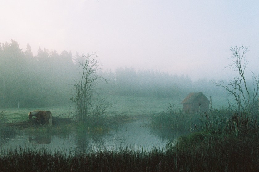 hæst © Oliver Hultqvist